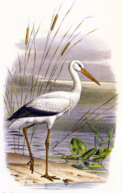 طائر اللقلق، حوالي عام 1850 (طباعة حجرية) بواسطة فنان غير معروف