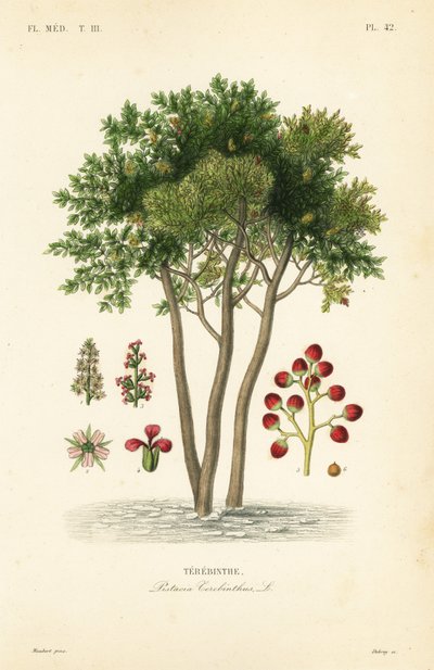 Terebinth أو شجرة التربنتين ، Pistacia terebinthus ، Terebinthe بواسطة غير معروف