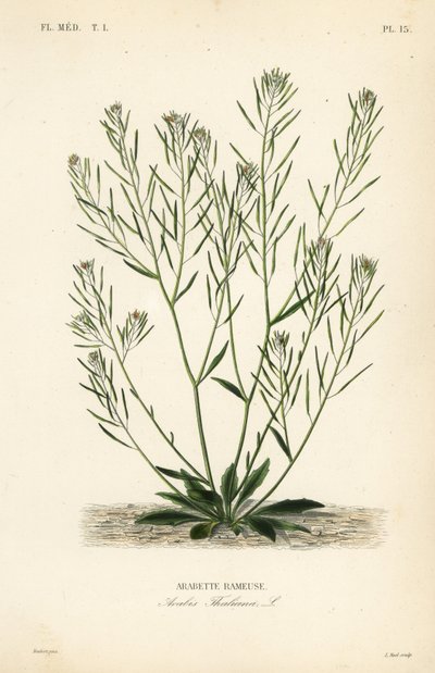 ثيل رشاد ، فأر أذن رشاد أو أرابيدوبسيس ، Arabidopsis thaliana ، Arabis thaliana ، أرابيت راموس بواسطة غير معروف