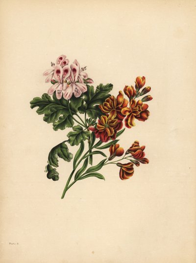 هيلين إبرة الراعي ، الأفضلية ؛ The Garden Wallflower ، الإخلاص في سوء الحظ بواسطة غير معروف