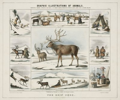 "The Rein Deer" حوالي عام ١٨٤٥ بواسطة غير معروف