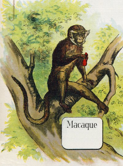 المكاك. نقش في "ABC L'alphabet des bebes". حجم غير قابل للكسر على القماش في الطباعة الحجرية الملونة. A. Capendu ، محرر ، باريس. أوائل القرن العشرين ، حوالي عام 1905. صور من أصل إنجليزي ، مصحوبة بكلمات بالفرنسية تقابل كل اسم أولي بواسطة غير معروف