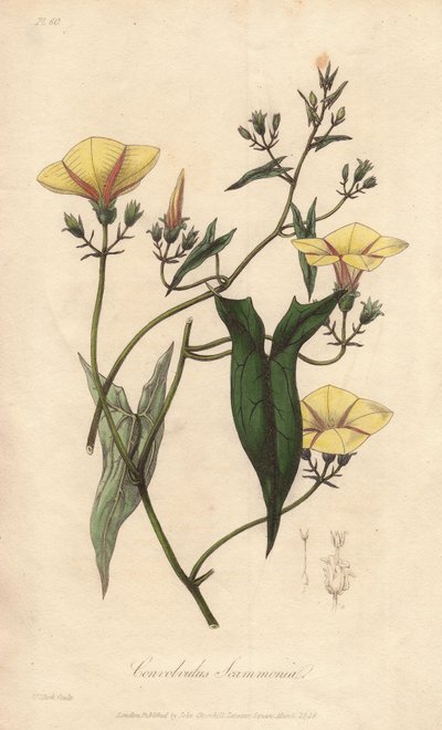 السكاموني (Convolvulus scammonia) - ماء قوي من قبل ويليام كلارك لتوضيح "النباتات الطبية، وصف النباتات الطبية في لندن وإدنبرة ودبلن" لجون ستيفنسون وجيمس مورس تشرشل، الذي نشره جون تشورك في لندن بواسطة فنان غير معروف