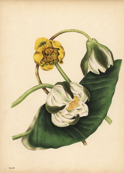 زنبق الماء الأبيض ، Nymphaea odorata ، وزنبق الماء الأصفر ، Nuphar lutea ، الصمت بواسطة غير معروف