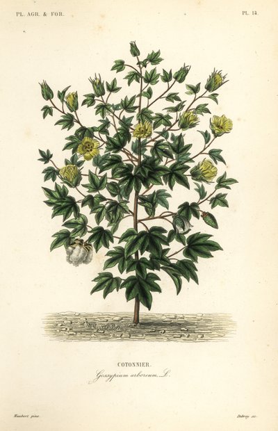 قطن الشجرة ، Gossypium arboreum ، Cotoninier بواسطة غير معروف