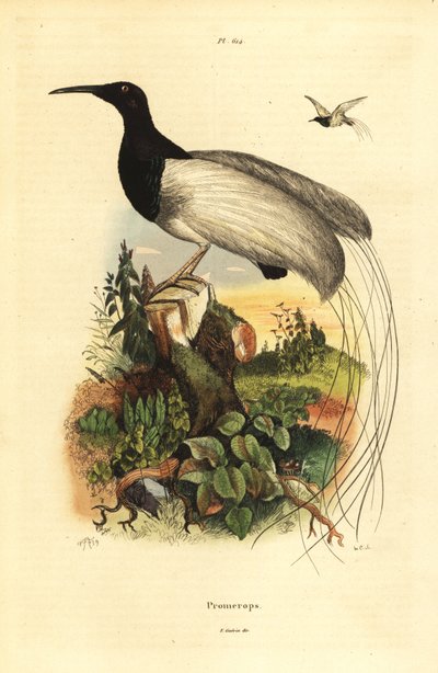 طائر الجنة المكون من اثني عشر سلكًا ، Seleucidis melanoleucus بواسطة غير معروف