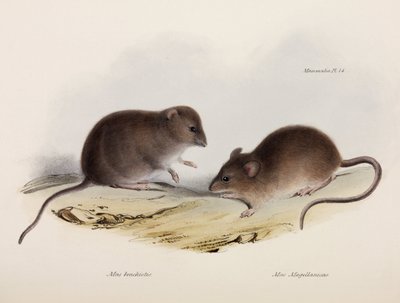 نوعان من الفأر ، أمريكا الجنوبية ، ج 1832-1836 بواسطة غير معروف