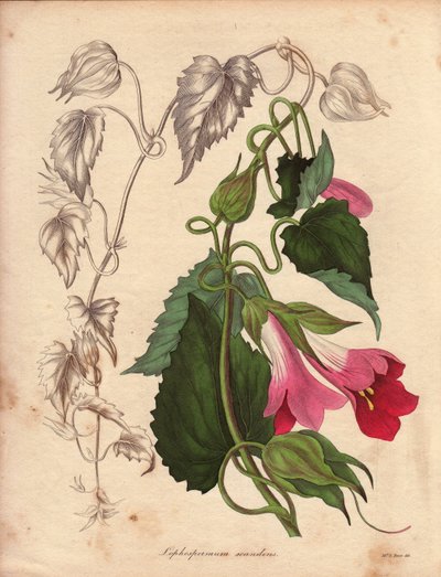 مجموعة متنوعة من Lophospermum (L.Scandens)، متسلقة بأزهار وردية وأرجوانية. الأنواع التي اكتشفها السيد بيتس، منتشرة على نطاق واسع في شجيرات المكسيك. تمت زراعة هذا النبات ضمن مجموعة تشارلز تايلور وكان موجودًا في الحديقة النباتية في ليف بواسطة فنان غير معروف