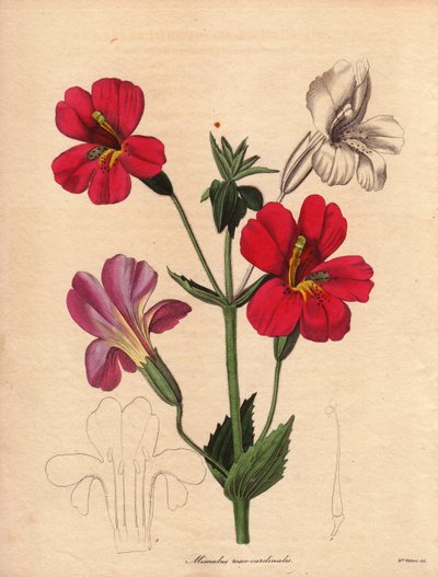 مجموعة متنوعة من المحاكاة (Mimulus roseocardinalis). صنف هدسون الهجين، ويسمى زهرة القرد أو زهرة المسك. رسم توضيحي لأوغستا إينيس ويذرز (1793-1877)، في كتاب عالم النبات، سلسلة كتبها بنجامين ماوند في خمسة مجلدات، نُشرت بين عامي 1836 و1842. بواسطة فنان غير معروف