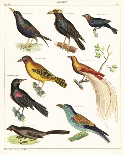 أنواع الطيور الغريبة. ، 1841 (طباعة حجرية) بواسطة فنان غير معروف
