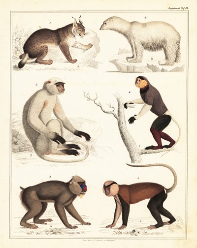أصناف من الثدييات. 1842 (طباعة حجرية) بواسطة فنان غير معروف