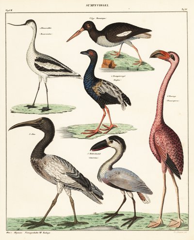 أصناف من الطيور الخواضة. ، 1841 (طباعة حجرية) بواسطة فنان غير معروف