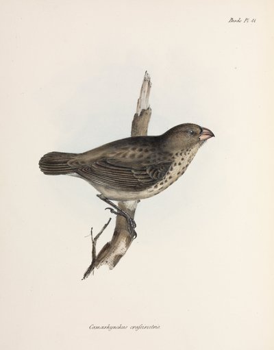 Vegetarian Finch, Galapagos Islands, c 1832-1836 بواسطة غير معروف