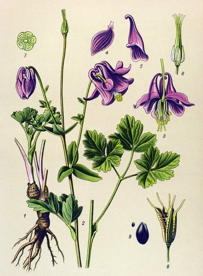 نبات وريدي (سام): الأنكوليا الشائعة (Aquilegia vulgaris) بواسطة فنان غير معروف