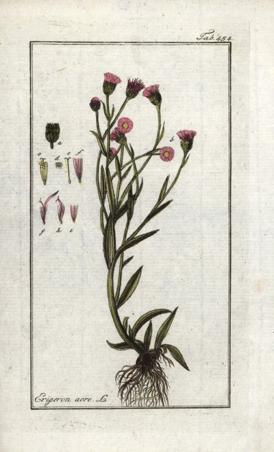 فيرغيريت أكر (إيريغيرون أكريس). مطبوعة حجرية من "صورة أرتسيني-جيواسن" ليوهانس زورن (1739-1799)، هولندا بواسطة فنان غير معروف