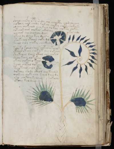Voynich Manuscript folio 56r, c.1500 (ink on parchment) بواسطة غير معروف