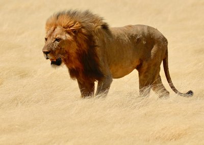 المحارب، إيتوشا، 2018 (صورة) بواسطة فنان غير معروف