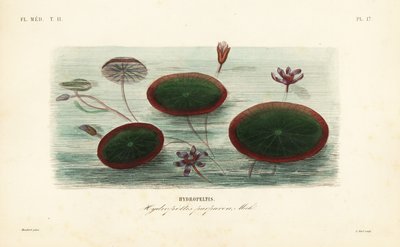 الدرع المائي ، Brasenia schreberi ، Hydropeltis purpurea ، Hydropeltis بواسطة غير معروف
