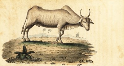 جاموس الماء ، بوبالوس بوبالوس ، 1800 (نقش) بواسطة فنان غير معروف