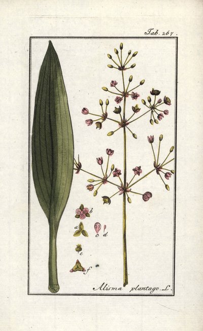 لسان الحمل المائي (Alisma plantago-aquatica). مطبوعة حجرية من كتاب "Afbeelding der Artseny-Gewassen" (معشبة النباتات الطبية) ليوهانس زورن (1739-1799)، هولندا بواسطة فنان غير معروف