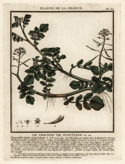 الجرجير ، Nasturtium officinale. بواسطة فنان غير معروف