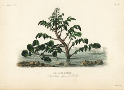 الجرجير أو الجرجير الأصفر ، Nasturtium officinale ، Cresson de Fontaine بواسطة غير معروف