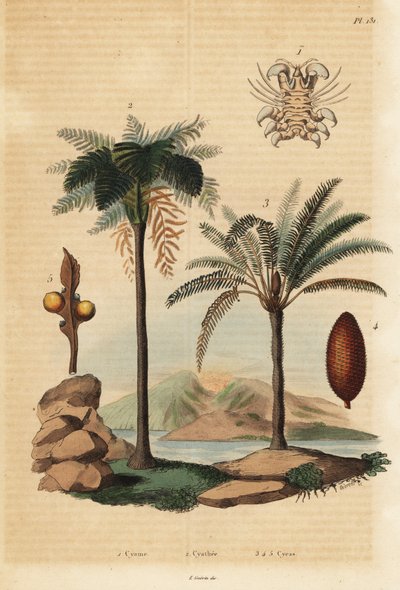 قملة الحوت ، Cyamus ovalis 1 ، شجرة غرب الهند الغربية ، Cyathea arborea 2 ، ونخيل الساغو الياباني ، Cycas revoluta 3-5 بواسطة غير معروف