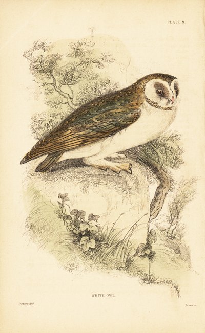 البومة البيضاء أو بومة الحظيرة ، Tyto alba ، تطفو على صخرة. 1889 (نقش) بواسطة فنان غير معروف