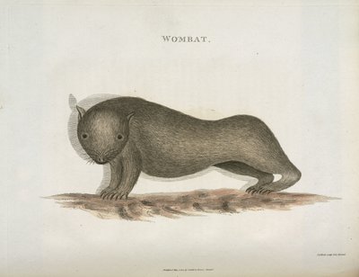 Wombat ، أستراليا ، عام 1798 بواسطة غير معروف