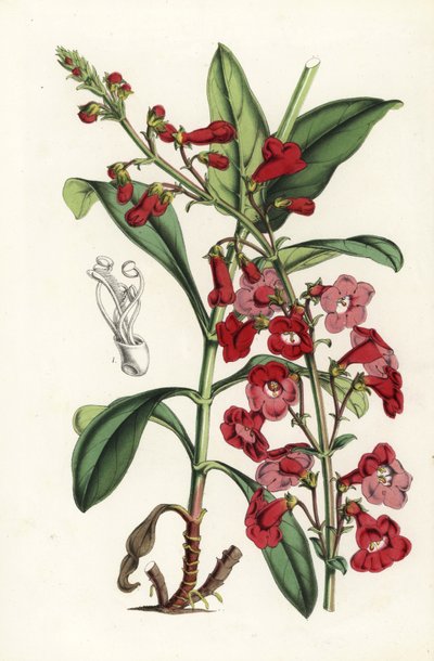 لسان لحية رايت، بينستيمون رايتي (Pentstemon