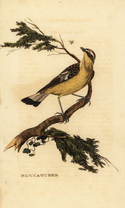 مصيدة الذباب الصفراء ، Ficedula zanthopygia. 1815 (نقش) بواسطة فنان غير معروف