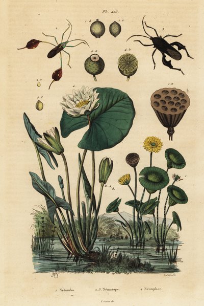 اللوتس الأصفر ، Nelumbo lutea 1 ، الحشرات ذات الأرجل الورقية ، Anisoscelis foliaceus 2 و Anoplocnemis curvipes 3 ، وزنبق الماء الأبيض ، Nymphaea alba 4 بواسطة غير معروف