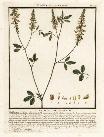 البرسيم الأصفر الحلو ، الكرنب الأصفر ، الكرنب المضلع ، Melilotus M. بواسطة فنان غير معروف