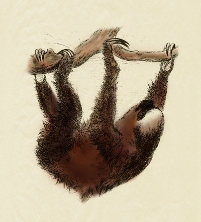 علم الحيوان: كسول (Bradypus tridactylus) بواسطة فنان غير معروف