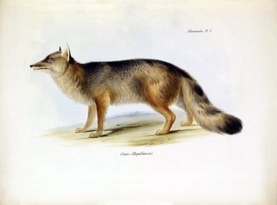 علم الحيوان: تمثيل لثعلب أمريكا الجنوبية "Canis fulvipes" الذي وصفه تشارلز داروين في رحلته على متن سفينة البيجل. لوحة من "علم الحيوان من رحلة السفينة H.M.S. Beagle تحت قيادة الكابتن فيتزروي خلال الأعوام 1832-1836" بواسطة فنان غير معروف