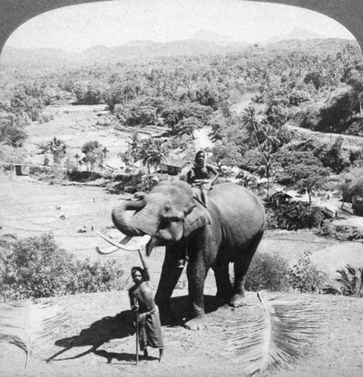 فيل وحارسه ، سريلانكا ، 1902. بواسطة أندروود أند أندروود