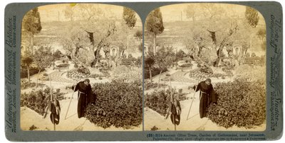 أشجار زيتون قديمة في حديقة الجسمانية ، بالقرب من القدس ، فلسطين ، 1905. بواسطة أندروود أند أندروود