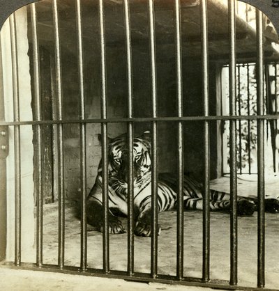 تم القبض على نمر آسر تم القبض عليه رجل ل 200 حالة وفاة ، كالكوتا ، الهند ، c1903. بواسطة أندروود أند أندروود