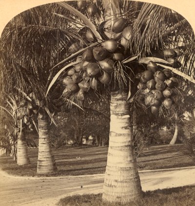 أشجار جوز الهند في الرمال البيضاء لفلوريدا. الولايات المتحدة الأمريكية ، c1900. بواسطة أندروود أند أندروود