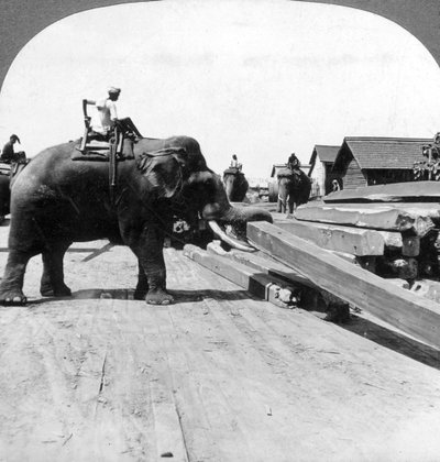 الفيلة تتحرك الأخشاب ، رانغون ، بورما ميانمار ، 1900s. بواسطة أندروود أند أندروود