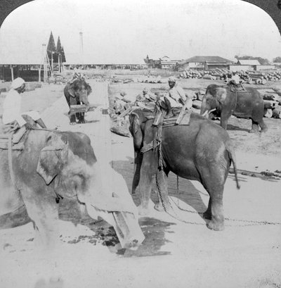 الفيلة تعمل في ساحة الأخشاب ، الهند ، 1900s. بواسطة أندروود أند أندروود
