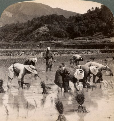 عمال مزارعون يزرعون براعم الأرز بالقرب من كيوتو ، اليابان ، 1904 بواسطة أندروود أند أندروود