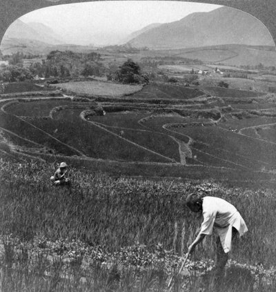 حقول الأرز الخصبة في فوهة آسو سان القديمة ، اليابان ، 1904. بواسطة أندروود أند أندروود