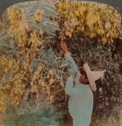 جمع ثمرة فاتنة من شجرة مانجو محملة بكثافة ، كويرنافاكا ، المكسيك ، 1907 فنانين: إلمر أندروود ، بيرت إلياس أندروود. بواسطة أندروود أند أندروود