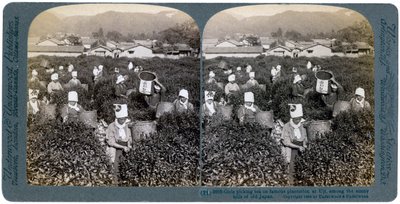 فتيات يلتقطن الشاي في المزرعة الشهيرة في أوجي ، اليابان ، 1904 بواسطة أندروود أند أندروود