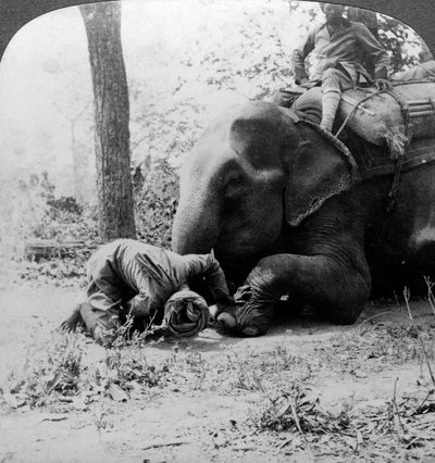 محوت يزيل شوكة من قدم الفيلة ، تبادل لاطلاق النار نمر بهار ، الهند ، 1900s. بواسطة أندروود أند أندروود