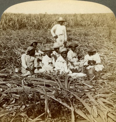 في مزرعة السكر La Union ، سان لويس ، مقاطعة سانتياغو ، كوبا ، 1899. بواسطة أندروود أند أندروود