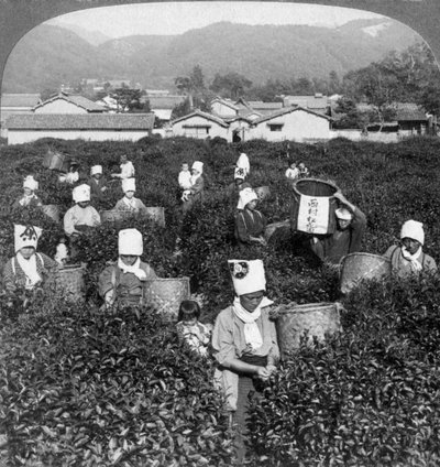 قطف الشاي في أوجي ، اليابان ، 1904. بواسطة أندروود أند أندروود