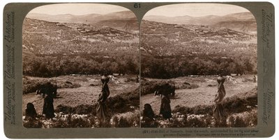 تل السامرة من الجنوب ، محاط ببساتين التين والزيتون ، فلسطين ، 1900. بواسطة أندروود أند أندروود
