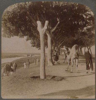 الطريق إلى الأهرامات ، مصر ، 1896. بواسطة أندروود أند أندروود